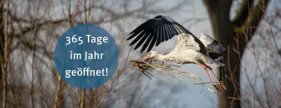 Weißstörche beobachten: Warum Rheine ein Geheimtipp für Naturfreunde ist