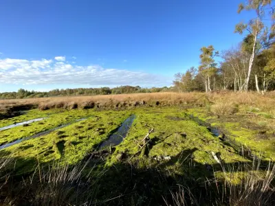 Emsdettener Venn: Hochmoor im Münsterland – ein Geheimtipp für Hundebesitzer