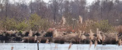 Zwillbrocker Venn: Flamingos im Münsterland erleben