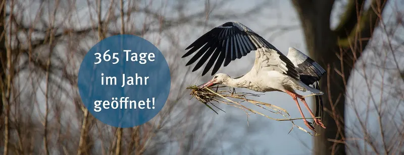 Weißstörche beobachten: Warum Rheine ein Geheimtipp für Naturfreunde ist