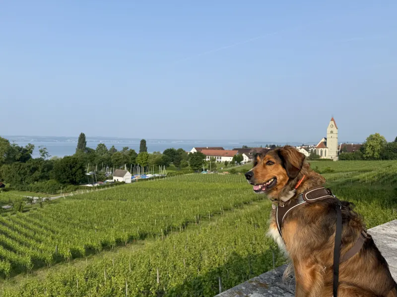 Camping mit Hund: Meine bewährte Packliste für den perfekten Urlaub