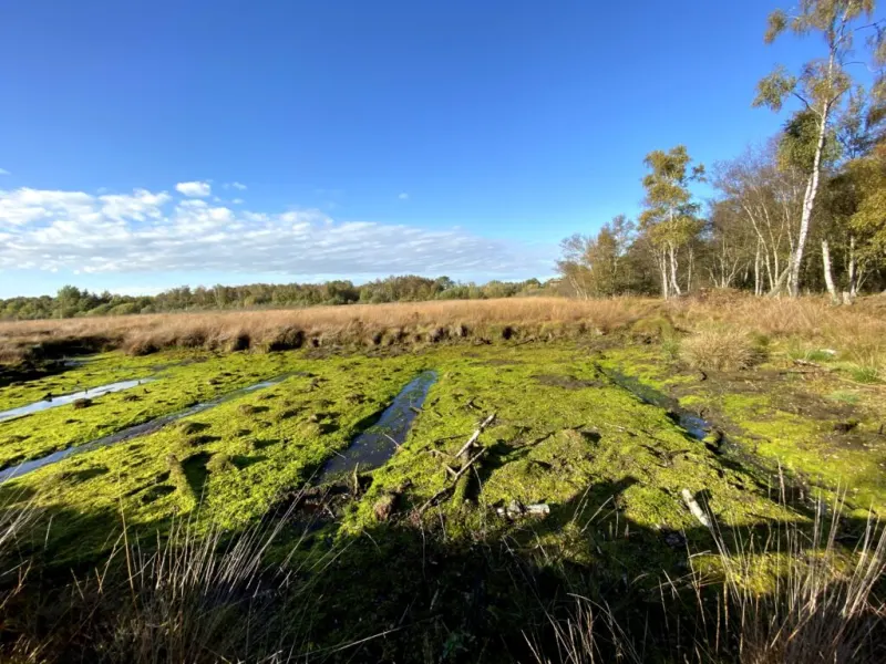 Emsdettener Venn: Hochmoor im Münsterland – ein Geheimtipp für Hundebesitzer