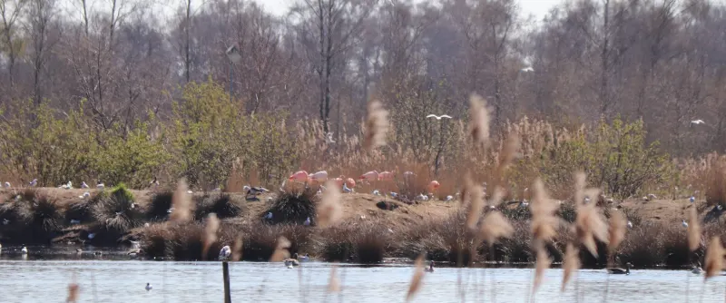 Zwillbrocker Venn: Flamingos im Münsterland erleben