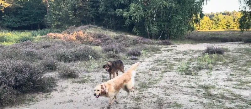 Elter Dünen bei Rheine – Wandern im Elter Sand